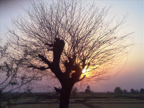 sunset behind tree